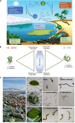 Microbiome-Dependent Adaptation of Seaweeds Under Environmental Stresses: A Perspective